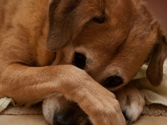 Γιατί λέμε ΟΧΙ στην τιμωρία του σκύλου μας;