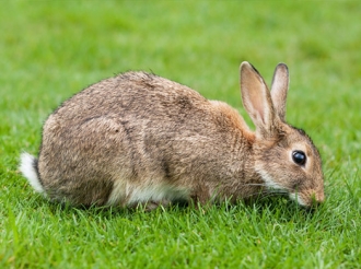 Άραγε πόσα χρόνια ζουν τα ζώα