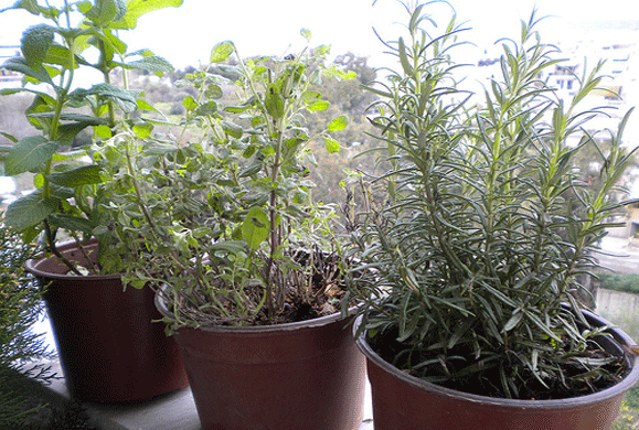 Πως να καλλιεργήσεις αρωματικά φυτά μονος