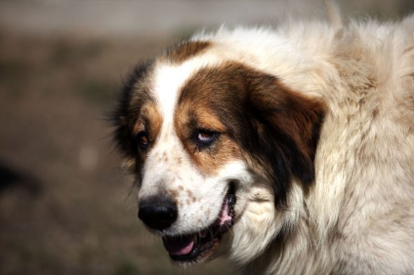 Δηλητηρίασαν 26 ποιμενικούς σκύλους στο Κεφαλόβρυσο Ελασσόνας