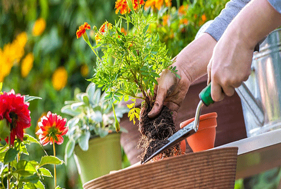 Οκτώ καλές συμβουλές για αρχάριους στην κηπουρική